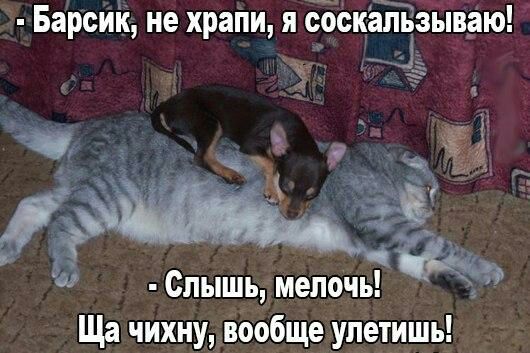 Барсий не храпи я ббшёйзывдю і з _ Ча Слышь мелочь Ща чихну вообще упетишь