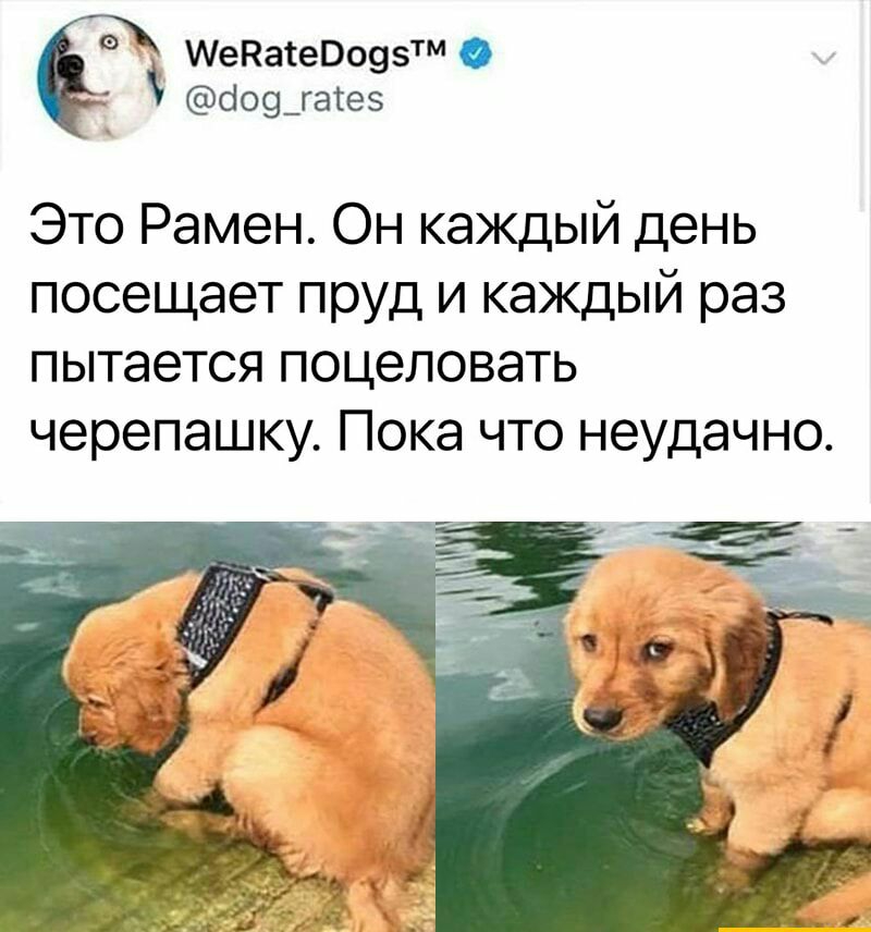 МеНасеВоузтм 109_гате Это Рамен Он каждый день посещает пруд и каждый раз пытается поцеловать черепашку ПОКЭ ЧТО неудачно