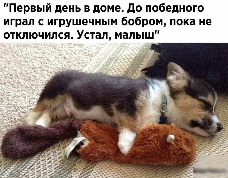 Первый день в доме до победного играл с игрушечным бобром пока не отключился Устал малыш