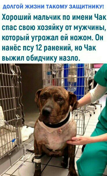 Хороший мальчик по имени Чак спас свою хозяйку от мужчины который угрожал ей ножом Он нанёс псу 12 ранений но Чак выжил обидчику назло