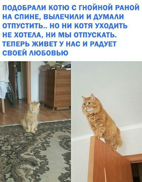 подоврми котю с гнойной РАНОЙ НА спине вымчиди и думми отпустить но ни котя уходить не хотвм ни мы отпускдть твпвгь живет у ндс и РААУЕТ своей АЮБОВЬЮ