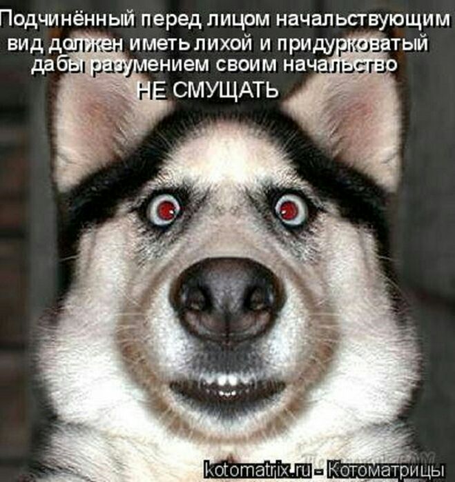 Подчинённый перед лицом начальствующим _ п оготатпх гц Котоматрдцы