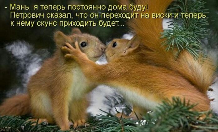 Мань я теперь постоянно дома буду Петрович сказал что он переходит на вискш к нему скунс приходить будет