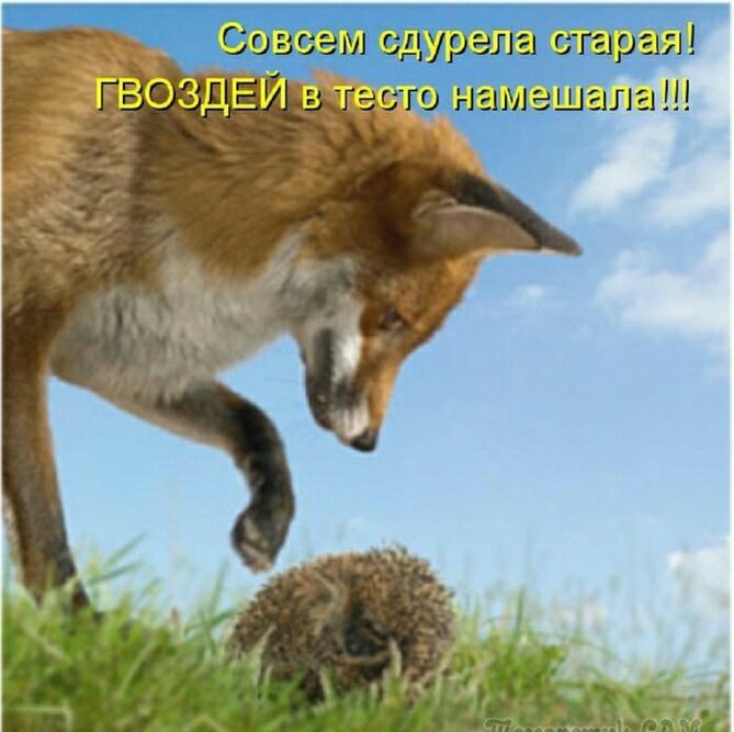 Совсем сдурепа старая
