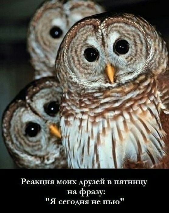 Реакция моих друзей в пятницу на фразу Я сегодня не пью