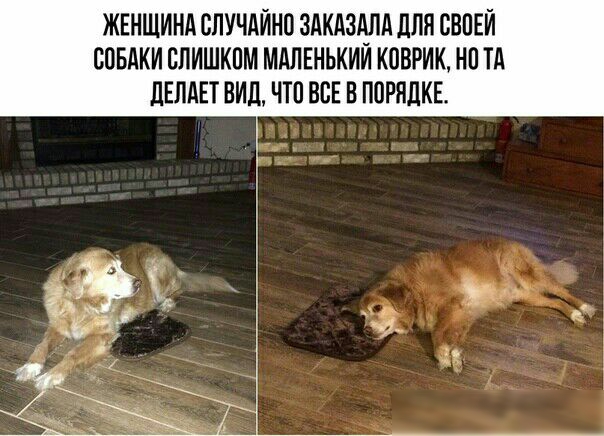 ЖЕНЩИНА СЛУЧАЙНО ЗАКАЗАЛА ПЛН СВПЕЙ СОБАКИ СЛИШКОМ МАЛЕНЬКИИ КОВРИК НП ТА ЛЕЛАЕТ ВИД ЧТП ВСЕ В ПОРЯДКЕ