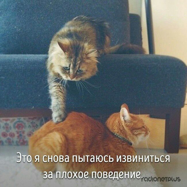 3 я снова пытаюсь извиниться 10 0 повед ни