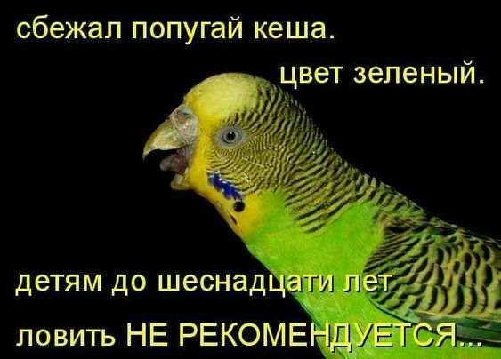 сбежал попугай кеша цвет зеленый ловить НЕ РЕКОМЕНДМЕТСЯ