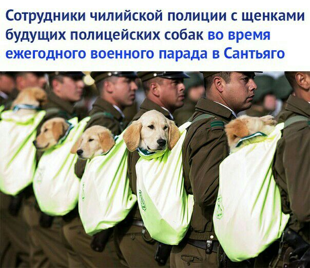 Сотрудники чилийской полиции с щенками будущих полицейских собак во время ежегодного военного парада в Сантьяго