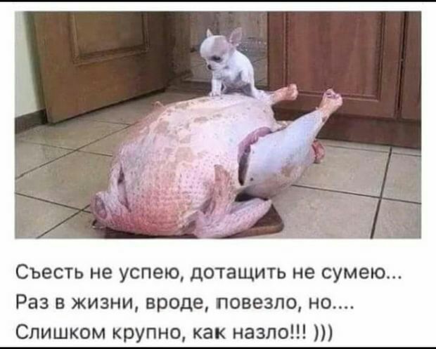 Съесть не успею дотащить не сумею Раз в жизни вроде повезло но Слишком крупно как назло