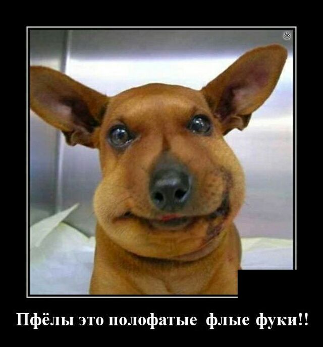 Пфёлы это полофатые флые фуки