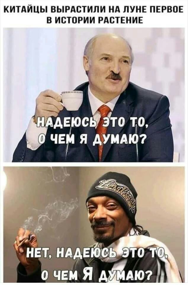 КИТАЙЦЫ ВЫРАСТИЛИ НА ЛУНЕ ПЕРВОЕ В ИСТОРИИ РАСТЕНИЕ