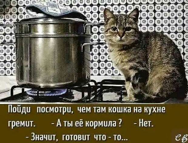 Пойди посмотри чем там кошка на кухне гремит А ты её кормила Нет ЗНЭЧЦТ ГОТОВПТ ЧТО ТО 65
