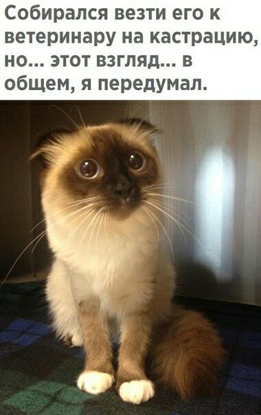 Собирался везти его к ветеринару на кастрацию но этот взгляд в общем я передумал