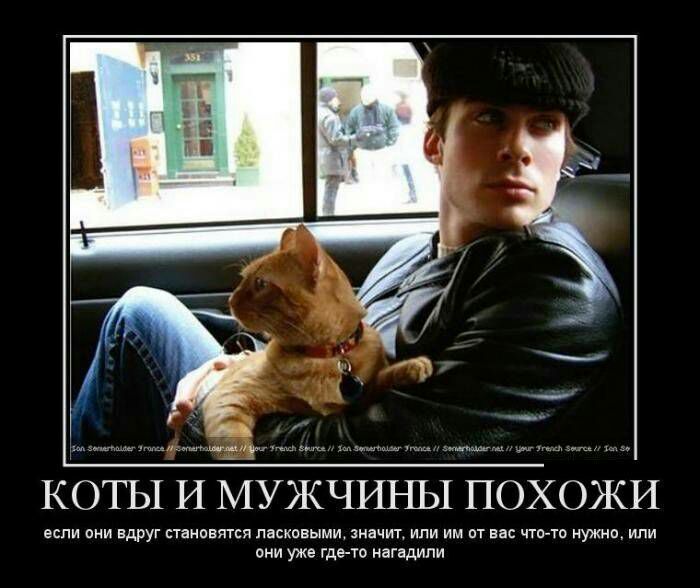 КОТЫ И МУЖЧИНЫ ПОИОЖИ если они вдруг становятся ласковыми значит или им от вас чго то нужно или они уже где то нагадипи