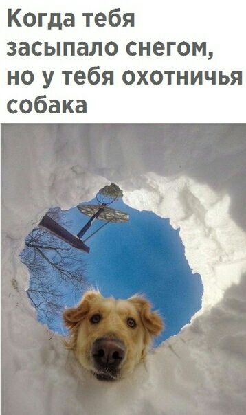 Когда тебя засыпало снегом но у тебя охотничья собака