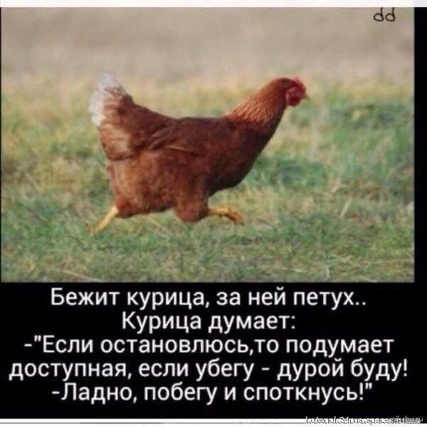 Зкі Бежит курица за ней петух Курица думает Если остановлюсьто подумает доступная если убегу дурой буду Ладно побегу и споткнусь