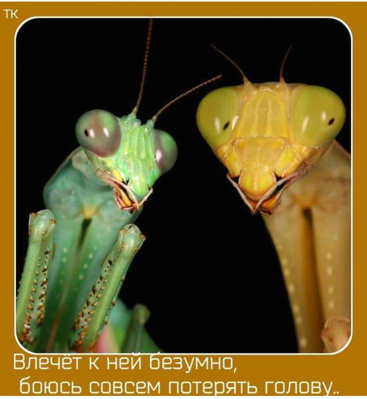 ТК Влечет к нам сезумно боюсь совсем потешть голову