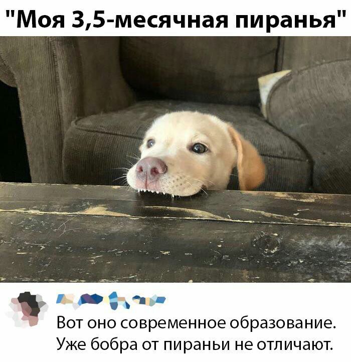 Моя 35 месячная пиранья Вот оно современное образование Уже бобра от пираньи не отличают