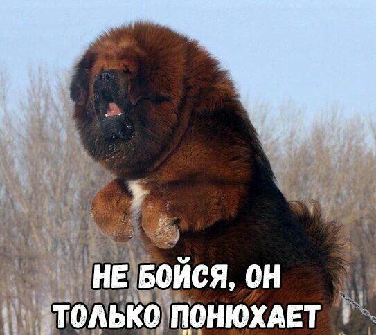 ТОАБКО ПОНЮХАЕТ