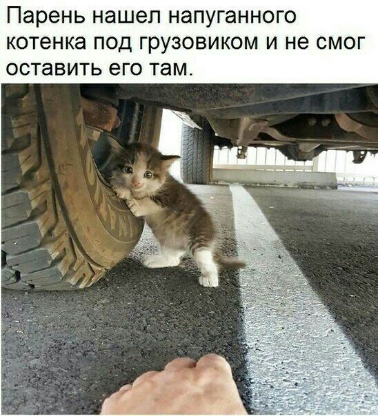 парень нашел НЭПУГЭННОГО котенка ПОД ГРУЗОВИКОМ И не СМОГ ОСТЭВИТЬ его ТЭМ