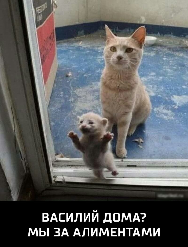 ВАСИЛИЙ ДОМА мы ЗА Алимвнтдми