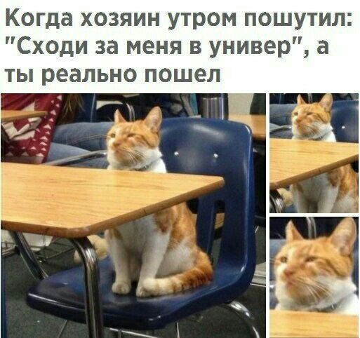 Когда хозяин утром пошутил Сходи за меня в универ а ты реально пошел