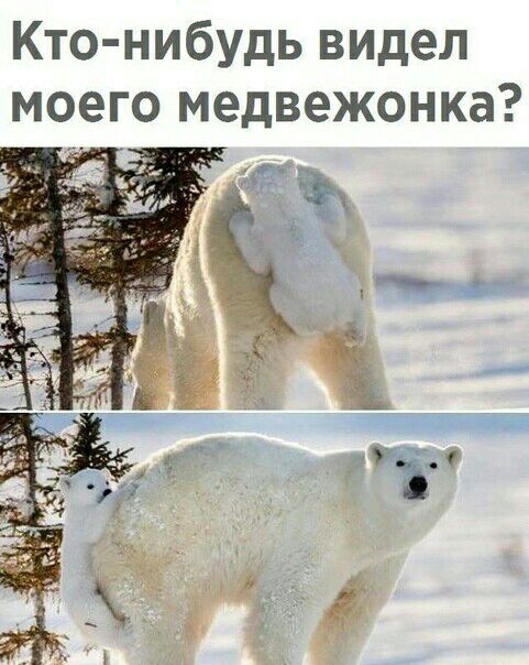 Кто нибудь видел моего медвежонка