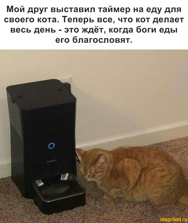 Мой друг выставил таймер на еду для своего кота Теперь все что кот делает весь день это ждёт когда боги еды его благословят терпим