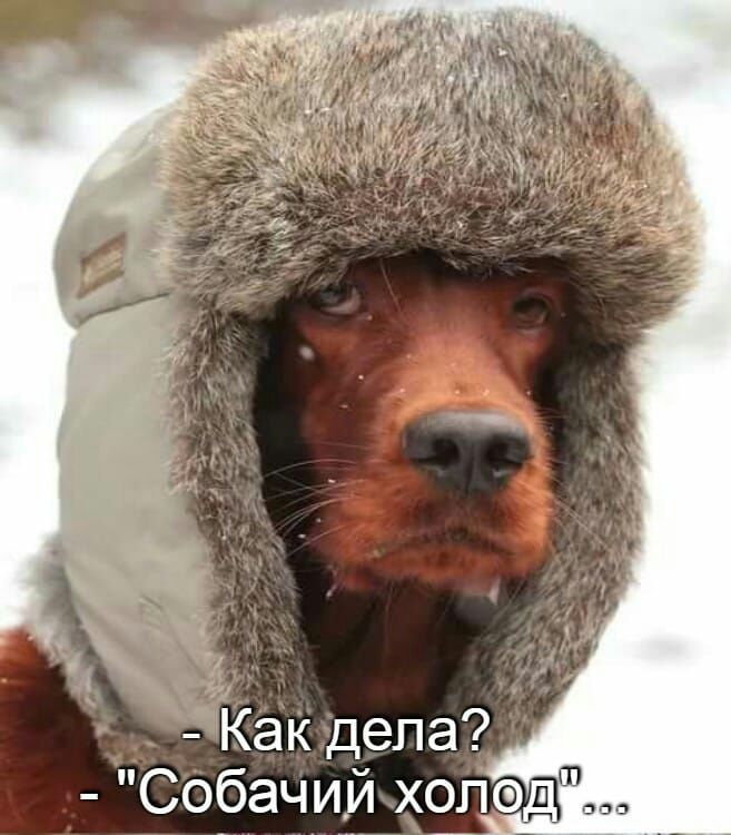 Собачий хогюпТ