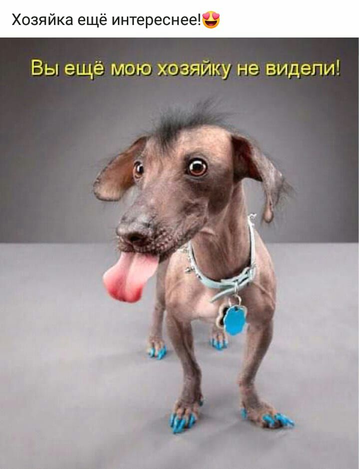 Хозяйка ещё интереснее Вы ещё мою хозяйку не видели