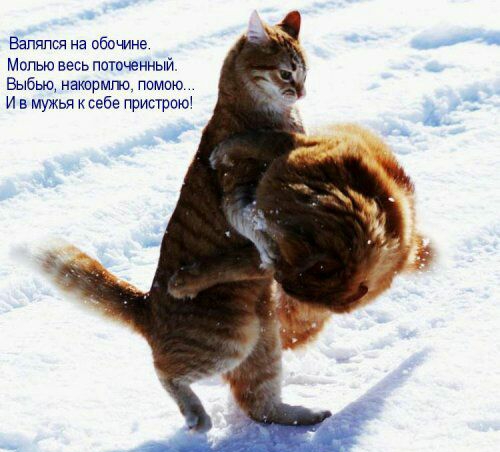 Занялся на обочине Мопью весь поточенный Выбыо натрите помимо И в мужья ксебе пристою