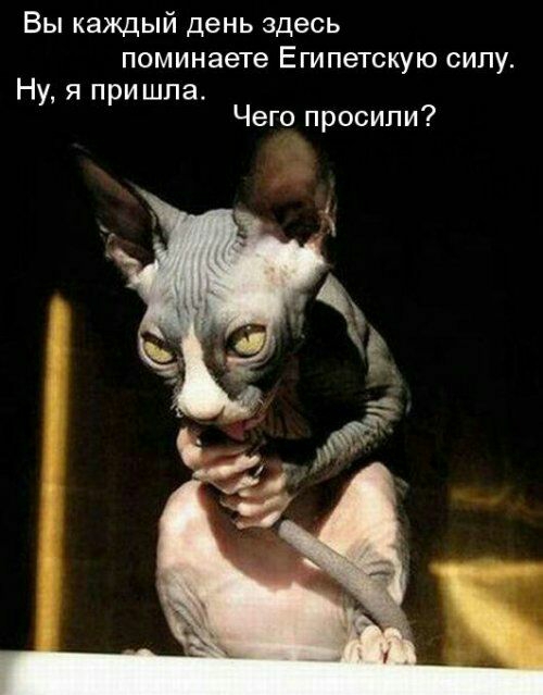 Вы каждый день здесь поминаете Египетскую сипу Ну я при шпа4 Чего просили