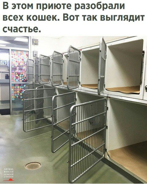 В этом приюте разобрали всех кошек Вот так выглядит счастье