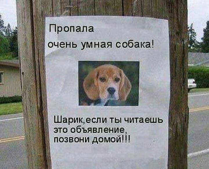 Шарикесли ты читаешь это объявление позвони домой