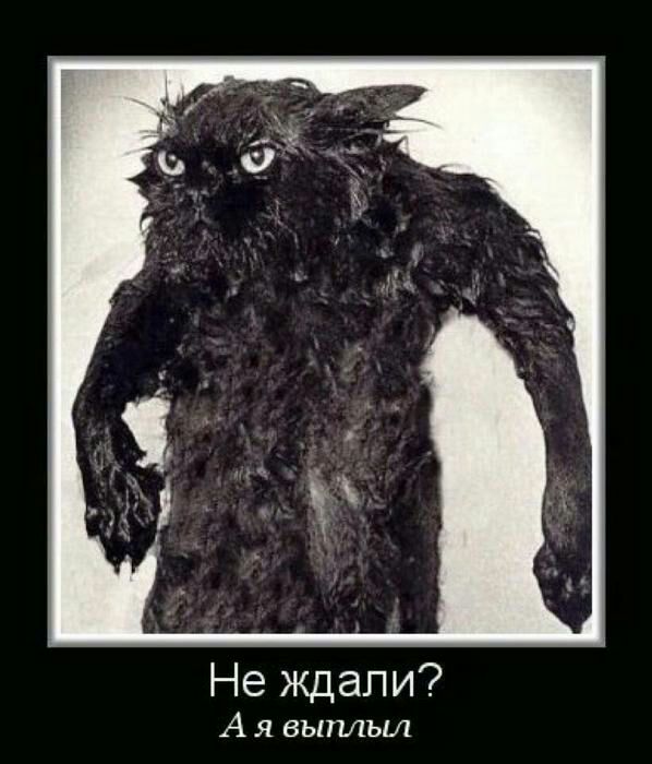 Не ждали А я выплыл