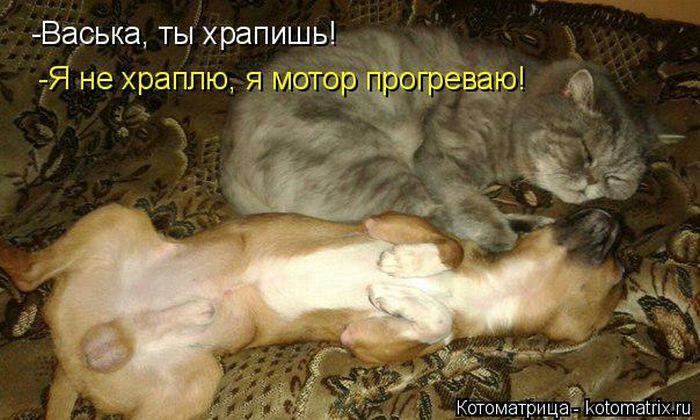 Васька ты храпишь