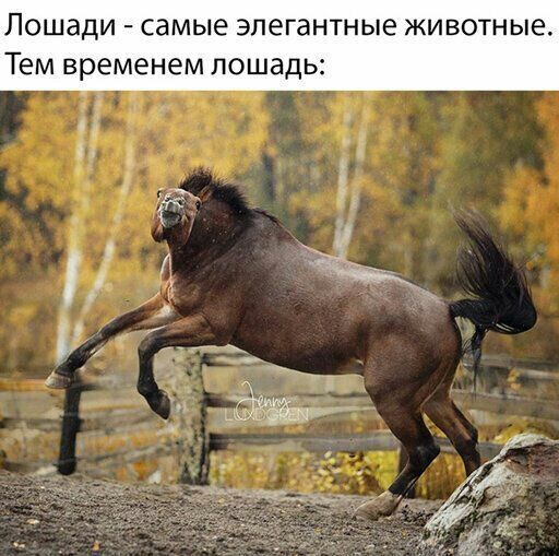 Лошади самые элегантные животные Тем временем лошадь