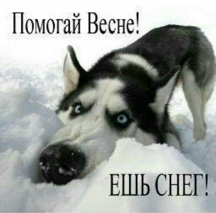 Помогай Весне ЕШЬСНЁГ