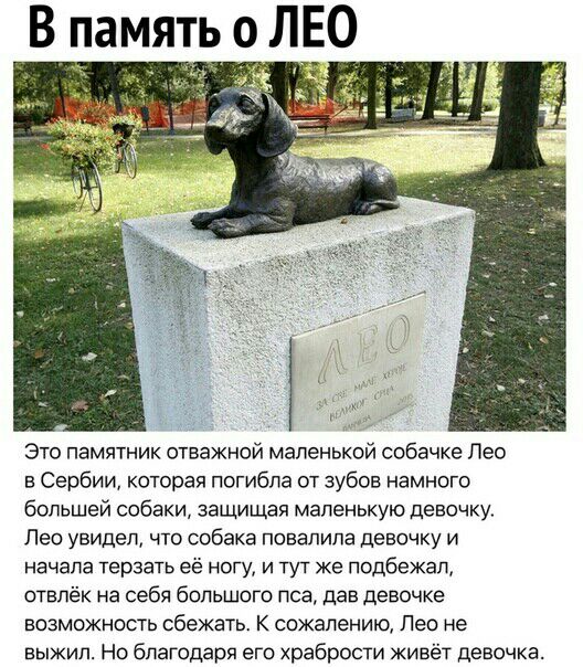Это памятник отважной маленькой собачке Лео в Сербии которая погибла от зубов намного большей собаки защищая маленькую девочку Лео увидеш что собака повапипа девочку и начала терзать её ногу и тут же подбежац ОТЕПёК на себя бОПЬШОГО ПСВ дав девочке возможность сбежать К сожалению Лео не выжил Но благодаря его храбрости живёт девочка