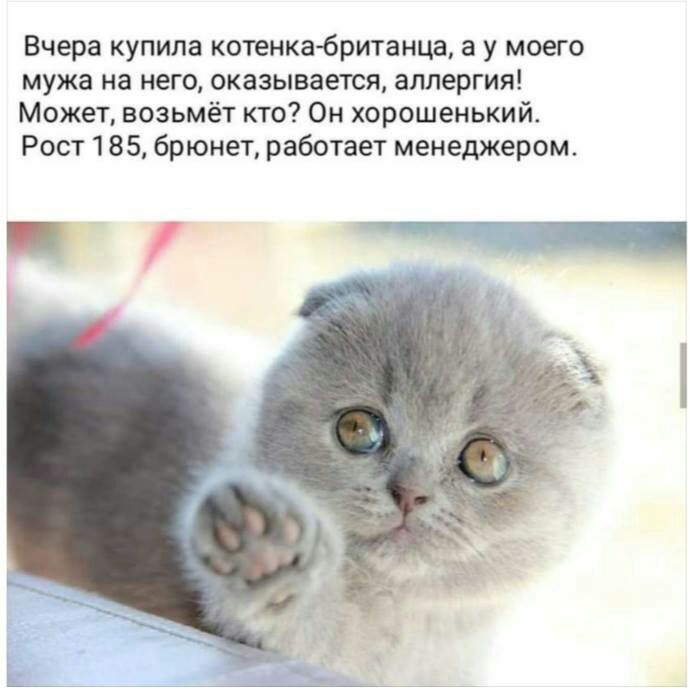 Вчера купила котенкабританца а у моего мужа на него оказывается аллергия Может возьмёт кто Он хорошенький Рост 185 брюнет работает менеджером