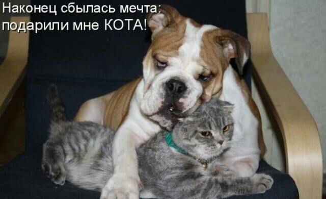 Наконец сбылась мечта подарили мне КОТА