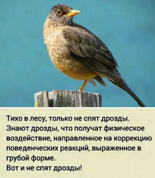 Тихо в лесу только не спят дрозды Знают дрозды что получат физическое воздействие направленное на коррекцию поведенческих реакций выраженное в грубой форме Вот и не спят дрозды