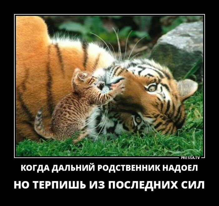 5 впгззпч когдА дАльний родственник нддоел НО ТЕРПИШЬ ИЗ ПОСЛЕДНИХ СИЛ