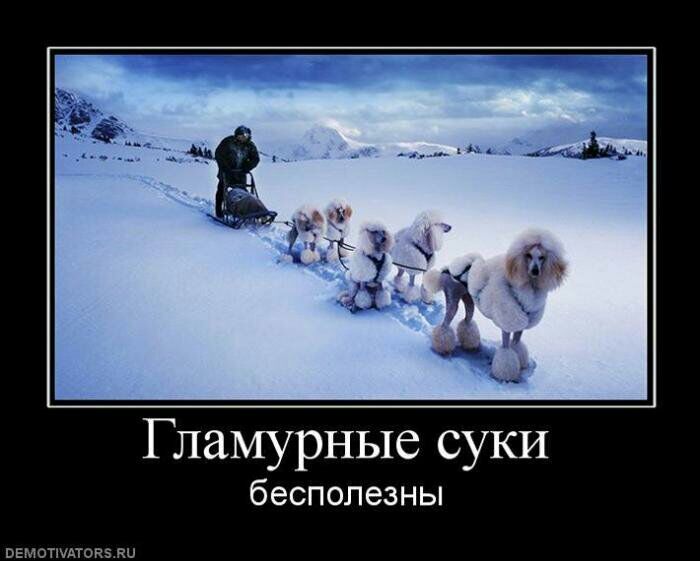 Гламурные суки бесполезны