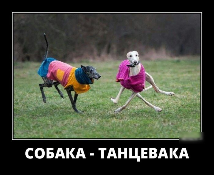 СОБАКА ТАНЦЕВАКА