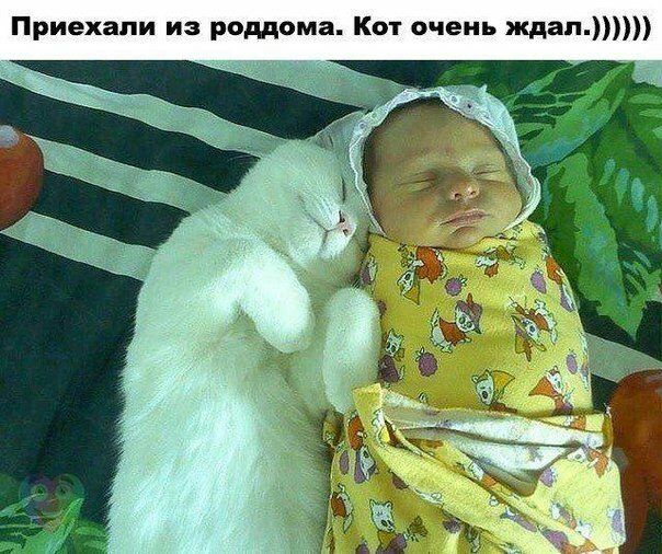 Приехали из роддома Кот очень ждал