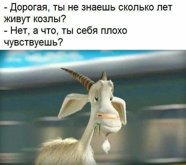 Дорогая ты не знаешь сколько лет живут козлы Нет а что ты себя плохо чувствуешь