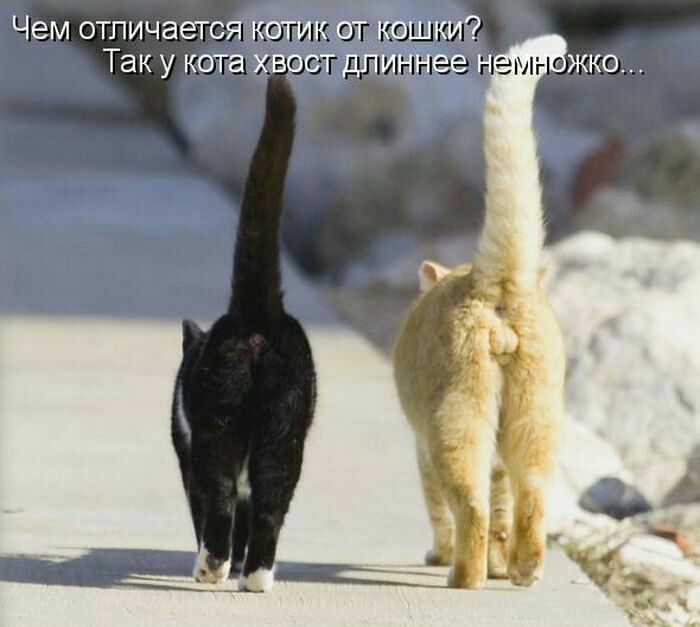 Чем отличается КОТИК Так у кота хвост