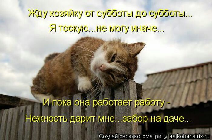 Жду хозяйку от субботы до суббот _ Я тоскуюне могу иначе гп гг ЁхГгЁь Создай свою котоматрнц на оютаінх